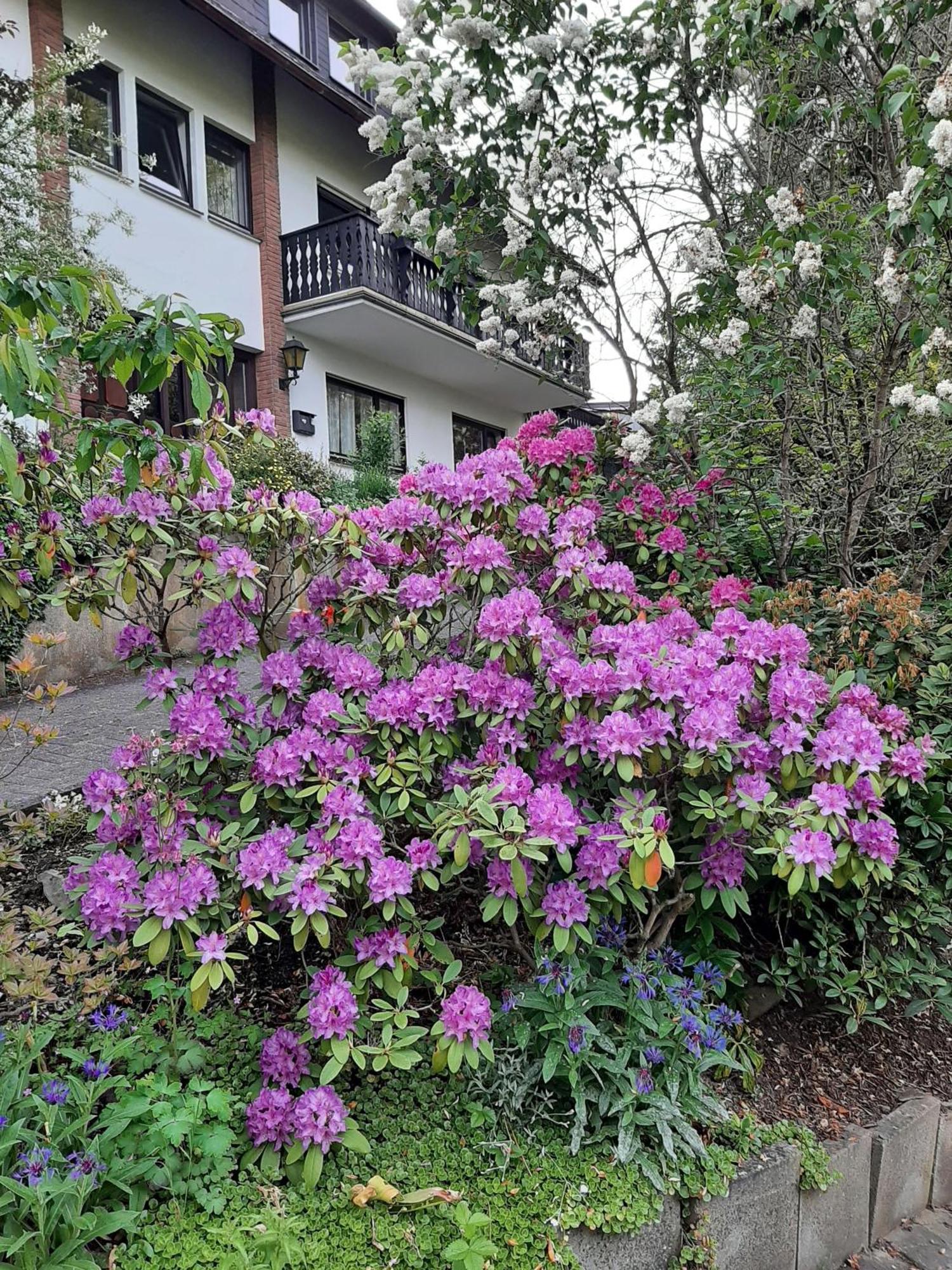 Ferienwohnung Bergblick ฮัลเลนแบร์ก ภายนอก รูปภาพ